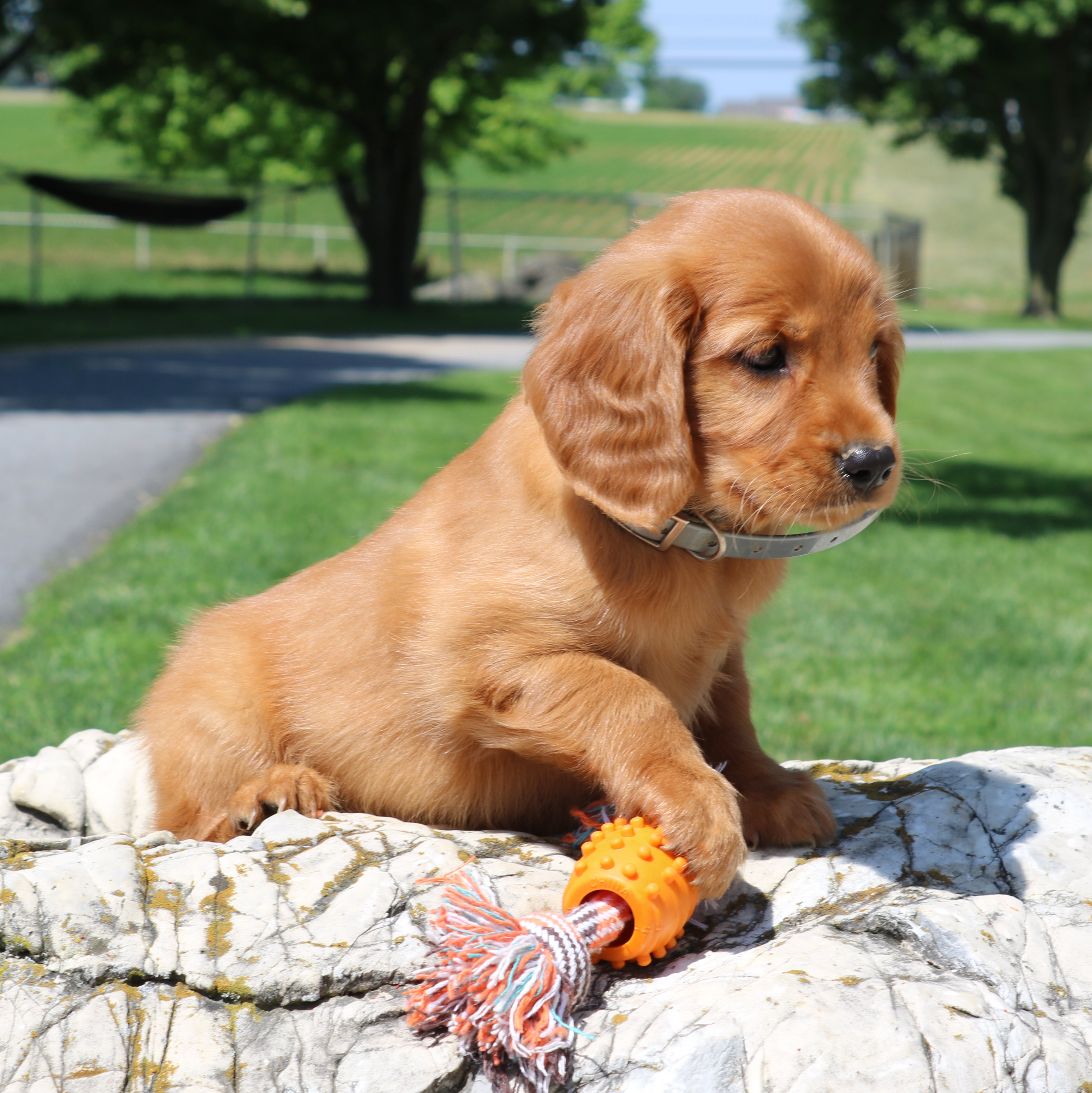 puppy, for, sale, Mini Golden Retriever, Ivan J. Stoltzfus, dog, breeder, Gordonville, PA, dog-breeder, puppy-for-sale, forsale, nearby, find, puppyfind, locator, puppylocator, aca